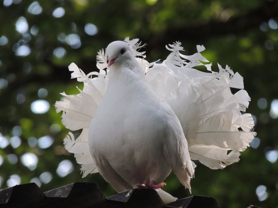 К чему снится белый голубь - К чему снятся голуби во сне