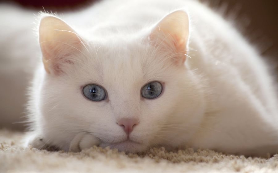 К чему снится белый кот - К чему приснилась белая кошка