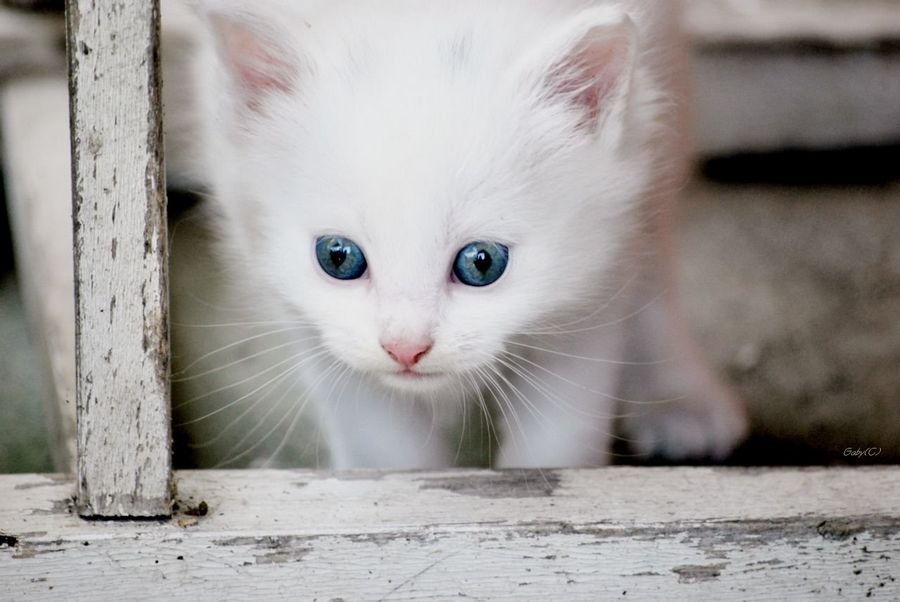 К чему снится белый котёнок - Видеть котенка во сне для женщины