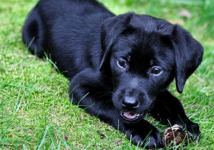 К чему снится черный щенок - Приснилась черная собака