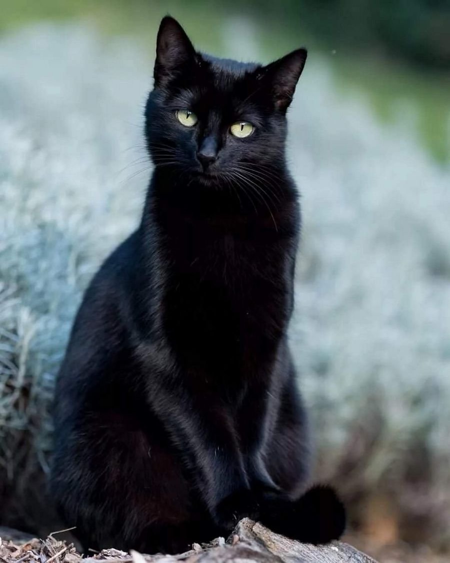 К чему снится чёрный кот: Сон черная кошка