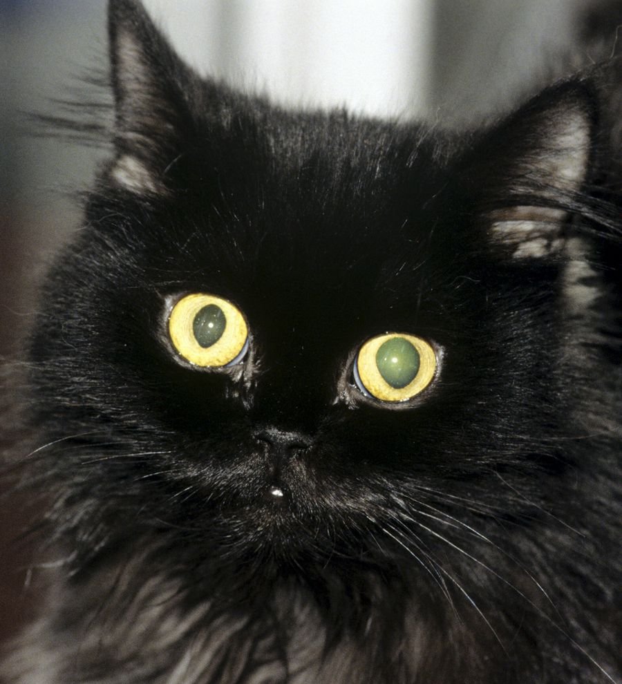 К чему снится чёрный кот - Во сне видеть черного кота для женщины