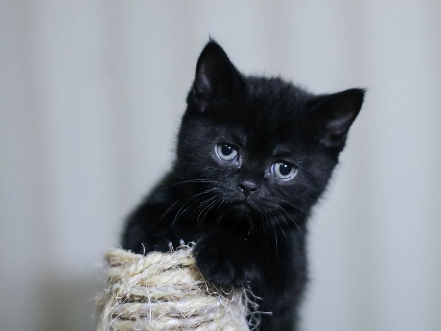 К чему снится чёрный котёнок по соннику? Сонник черный котенок