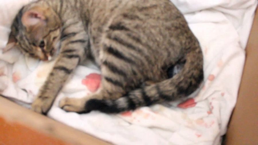К чему снится, что рожает кошка: Сон кошка с котятами