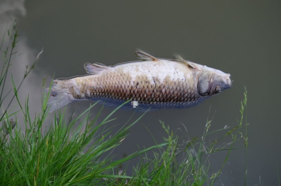 К чему снится дохлая рыба - Сонник мертвая рыба