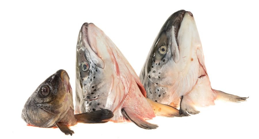 К чему снится голова рыбы: Видеть во сне рыбу без головы