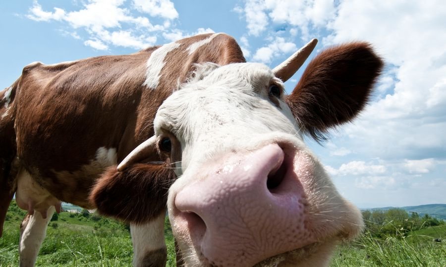 К чему снится корова: Что означает во сне корова