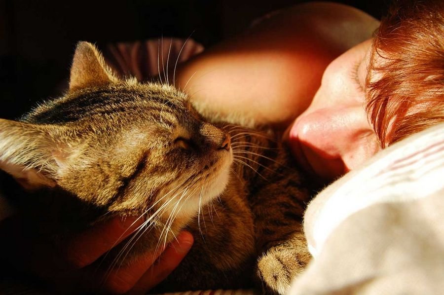 К чему снится кошка женщине во сне? Видеть во сне кота