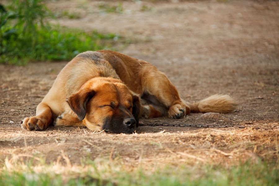 К чему снится мертвая собака: Видеть во сне мертвую собаку