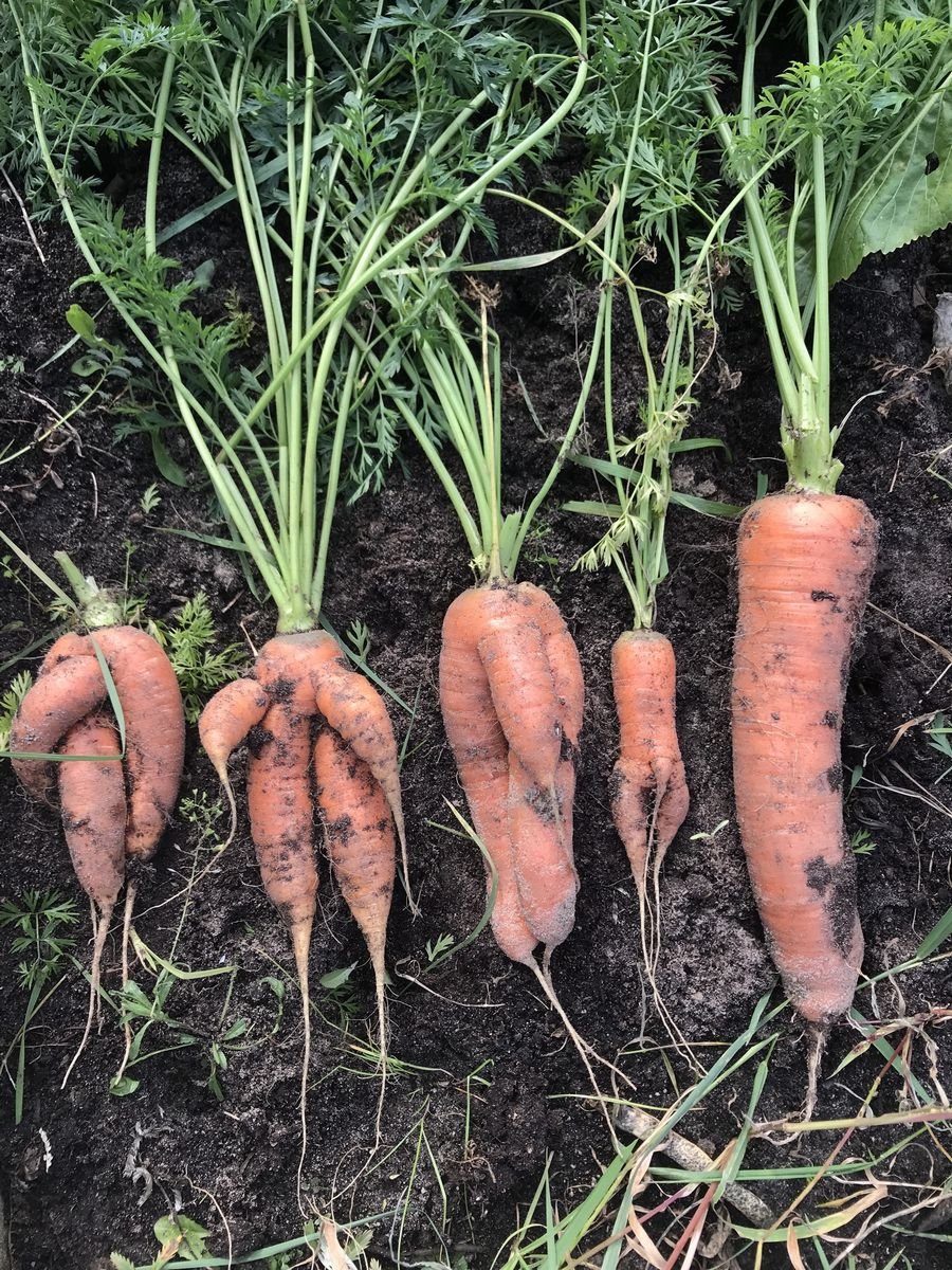 К чему снится морковка: Сонник морковь
