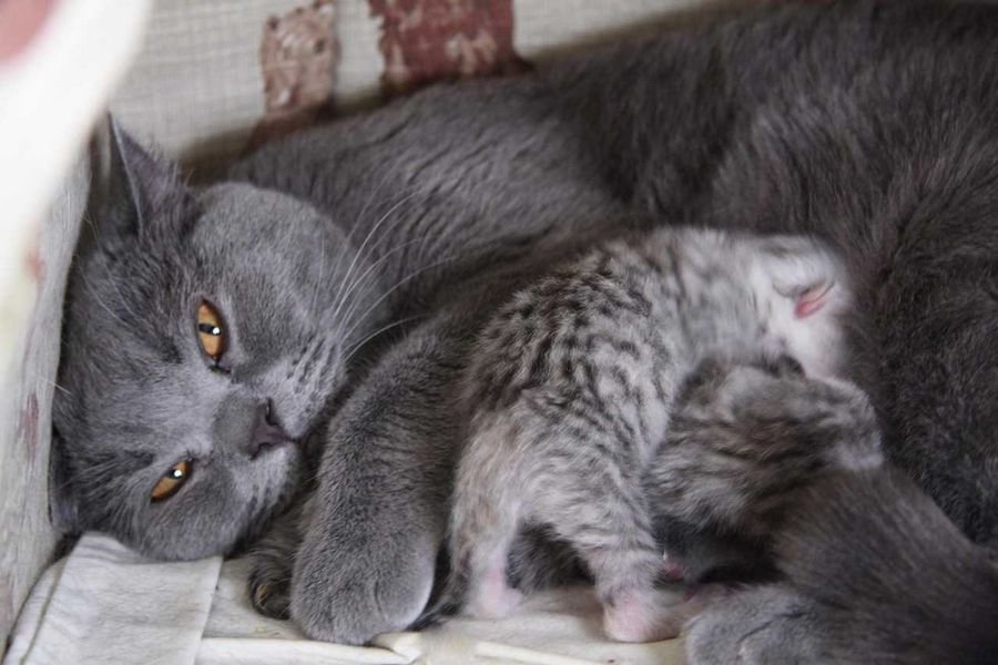 К чему снится рождение котят - Родить кошку во сне