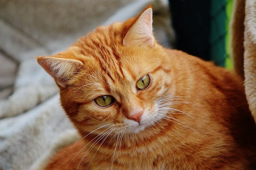 К чему снится рыжая кошка - К чему приснился рыжий кот