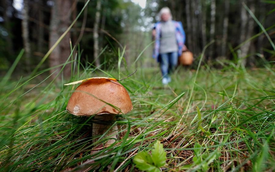 К чему снится собирать грибы: Сон собирать грибы в лесу к чему