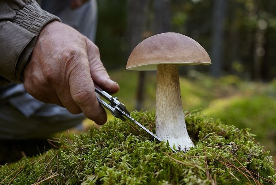 К чему снится собирать грибы - Сонник толкование снов собирать грибы