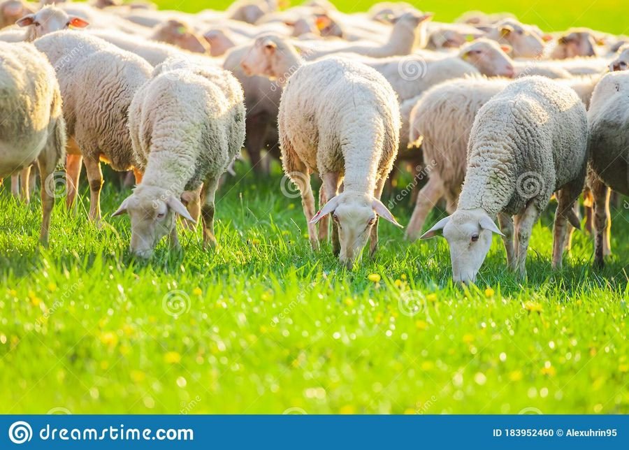 К чему снится стадо овец: Овцы во сне к чему снится