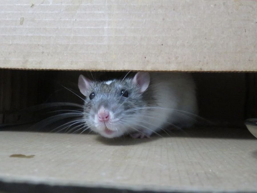 К чему снится убить крысу: Сонник крысы к чему снятся мужчине