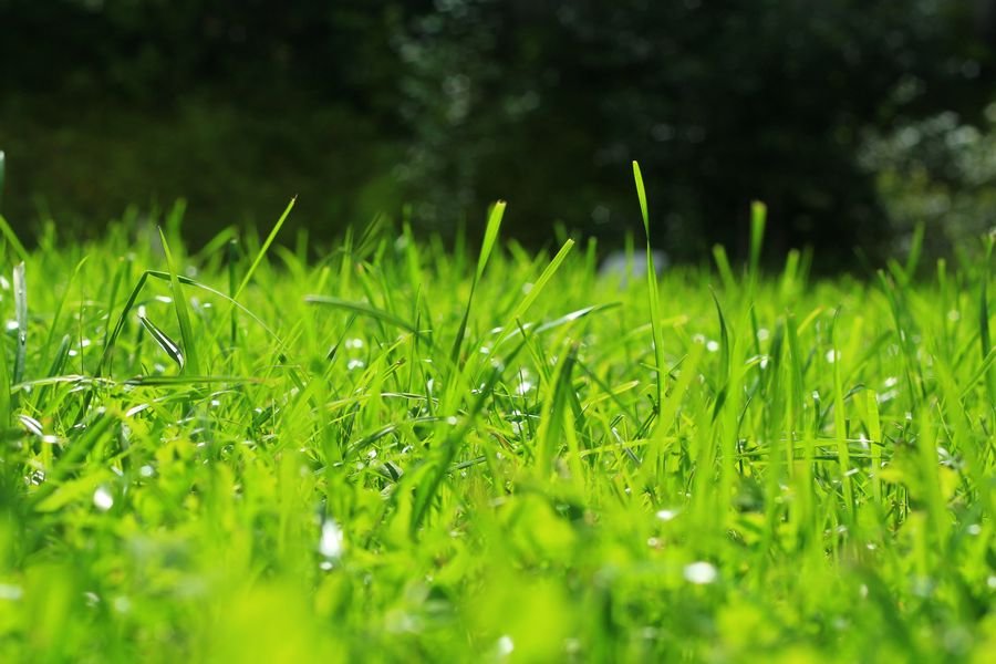 К чему снится зеленая трава по популярным сонникам. Зеленый сонник