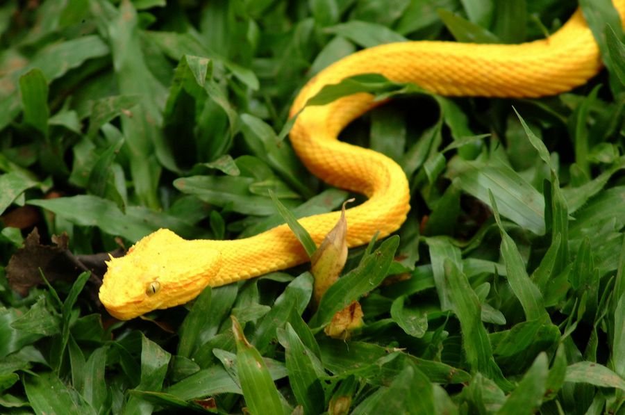 К чему снится жёлтая змея - Змея желтая во сне к чему снится