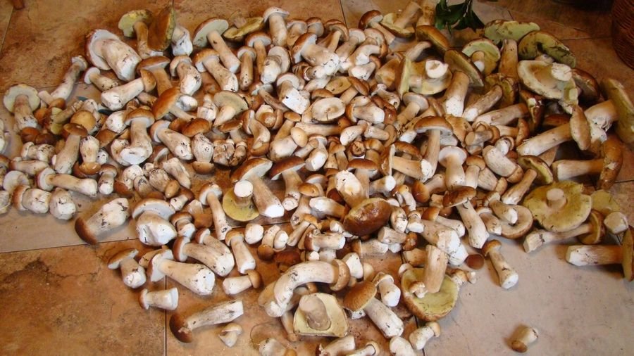 К чему снятся Белые грибы - К чему снятся грибы женщине собирать много