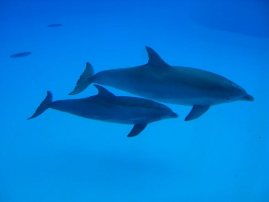 К чему снятся дельфины: Сон дельфин