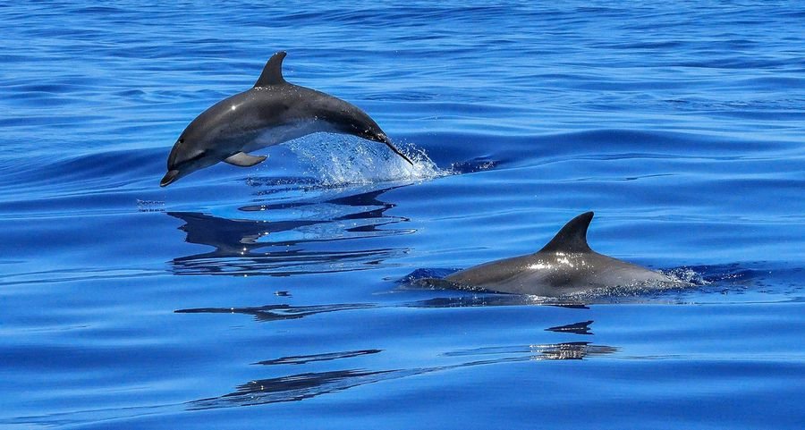 К чему снятся дельфины в море? Сонник дельфин