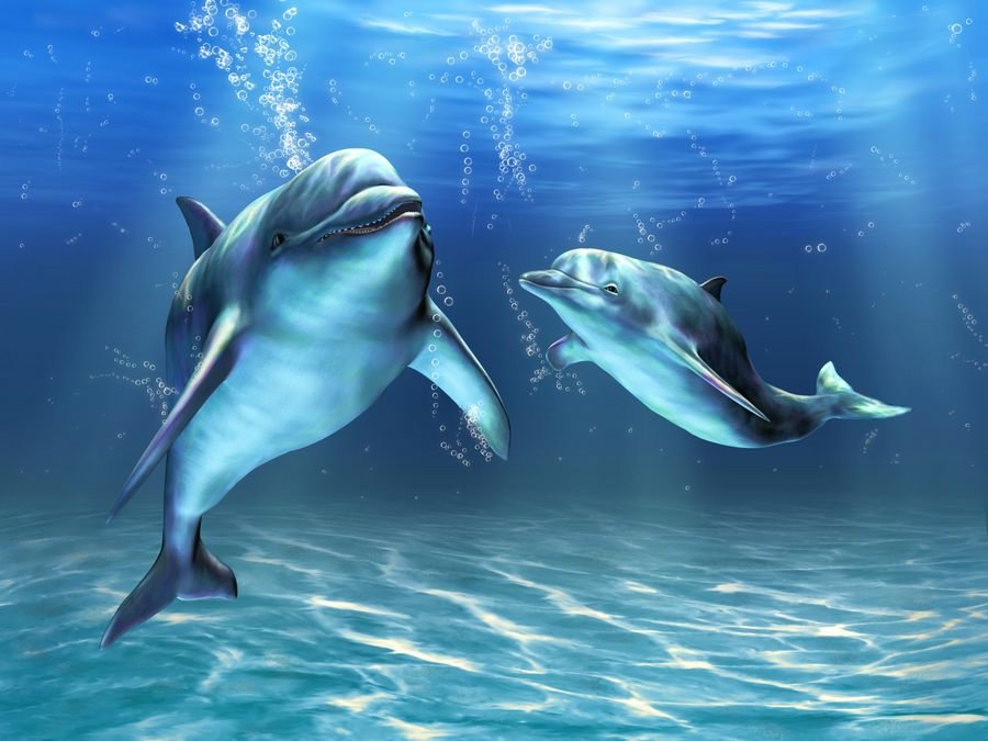 К чему снятся дельфины в воде? Сонник дельфины в море