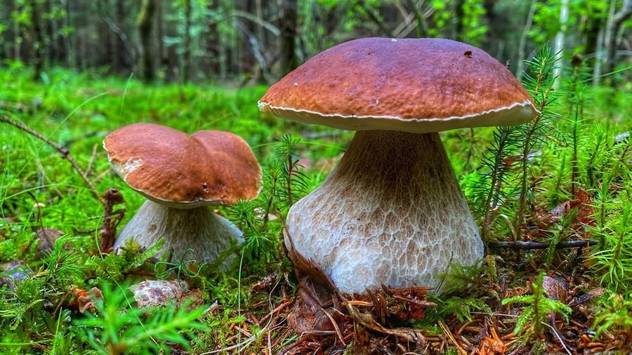 К чему снятся грибы - Видеть во сне грибы в лесу