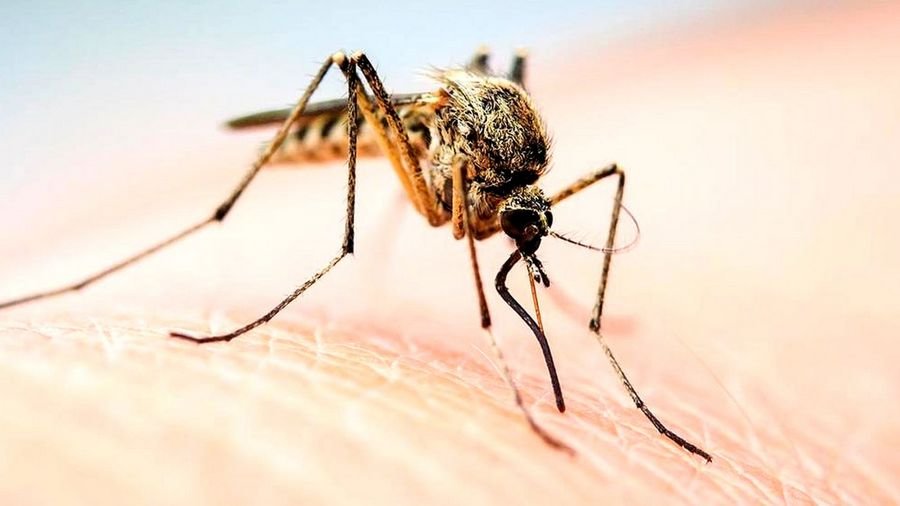 К чему снятся комары - К чему снятся комары в большом количестве
