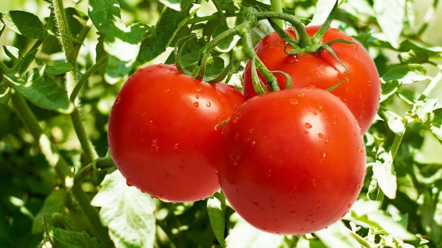 К чему снятся красные помидоры по разным сонникам: Сонник толкование снов помидоры