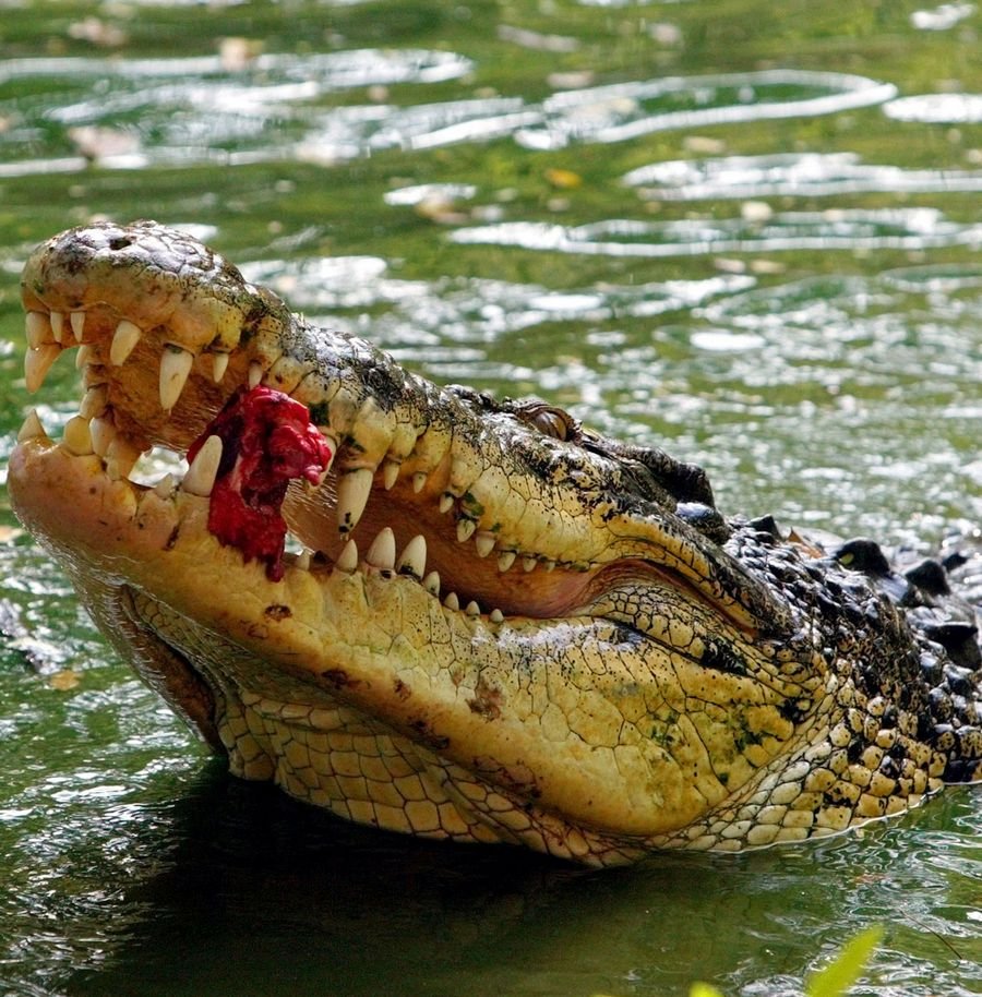 К чему снятся крокодилы в воде - К чему снится крокодил женщине