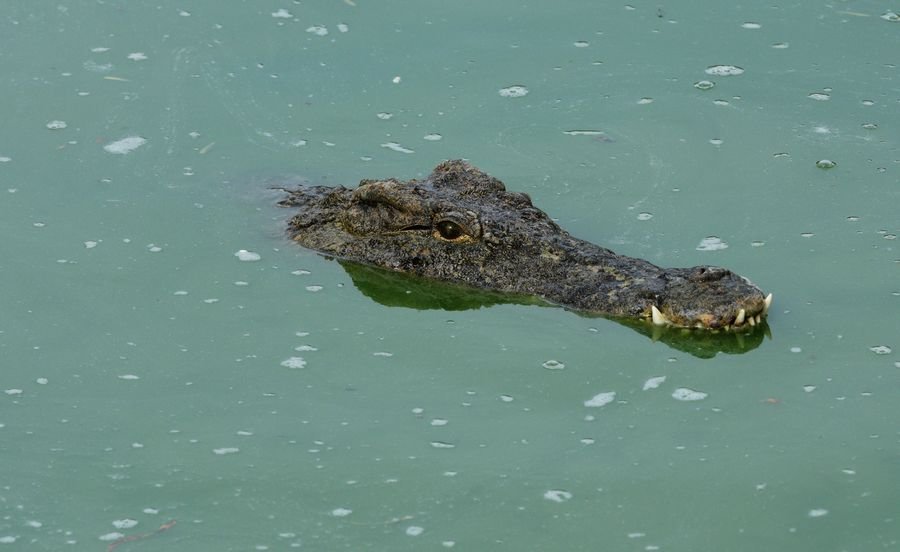 К чему снятся крокодилы в воде - Приснились крокодилы к чему это