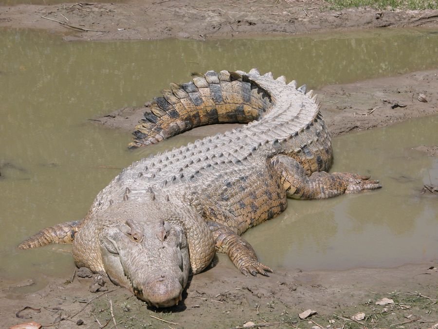 К чему снятся крокодилы в воде - Сон крокодил