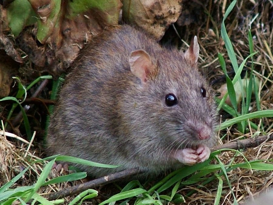 К чему снятся крысы: Сонник крыса к чему