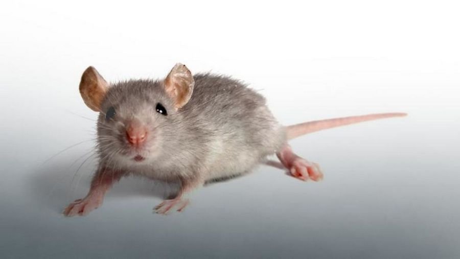 К чему снятся мыши? Мыши во сне к чему