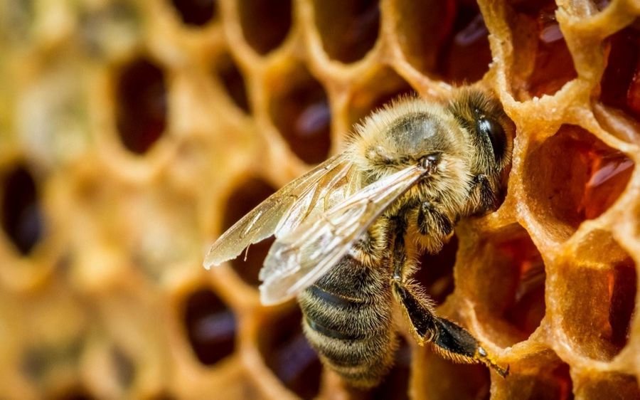 К чему снятся пчелы - К чему снятся пчелы много во сне
