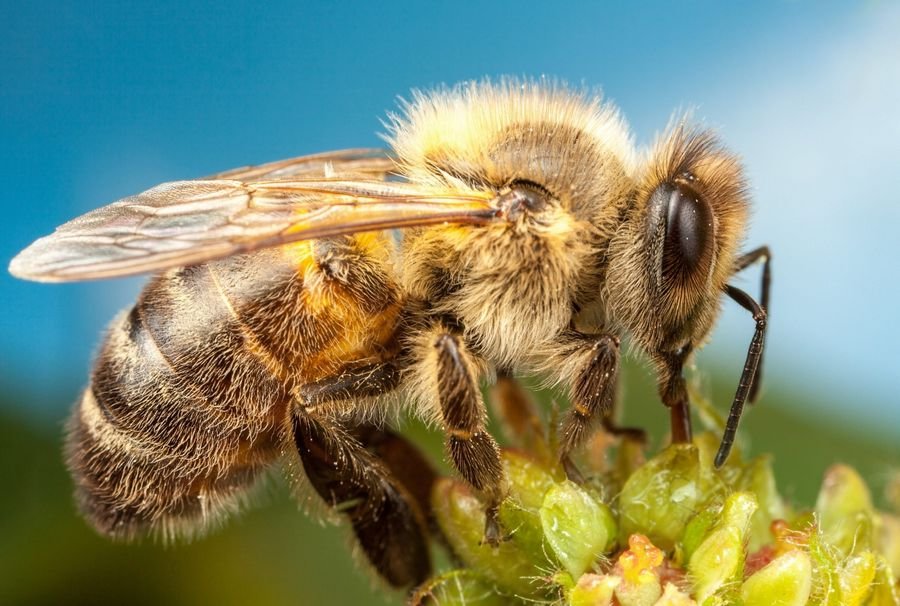 К чему снятся пчелы. Видеть во сне пчел много к чему