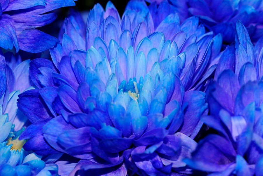 К чему снятся синие цветы - Видеть во сне синий цвет