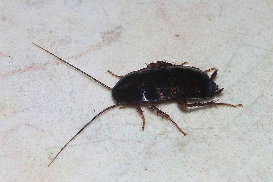 К чему снятся тараканы: Сонник толкование снов к чему тараканы