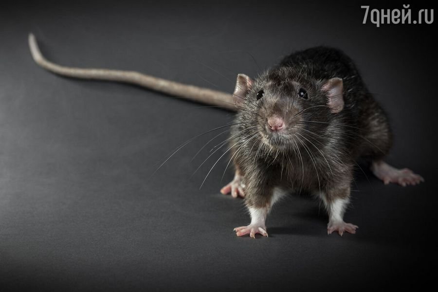 К чему снятся убегающие крысы во сне женщине: Приснилась черная крыса