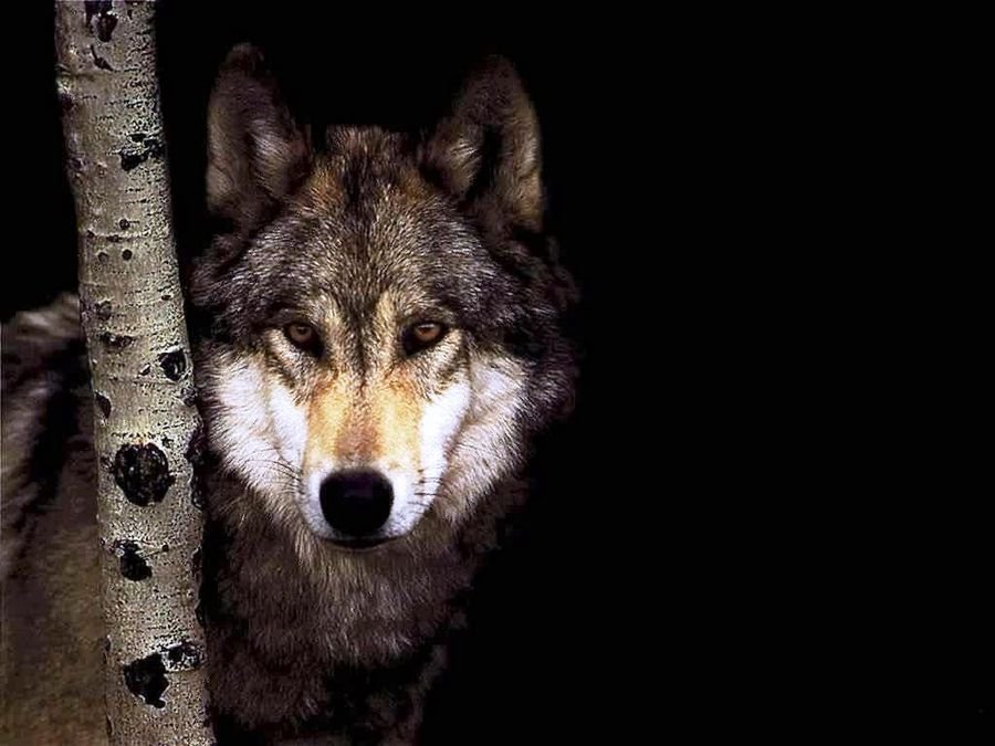 Как интерпретировать сон о волке - 50 значений? К чему снятся волки женщине