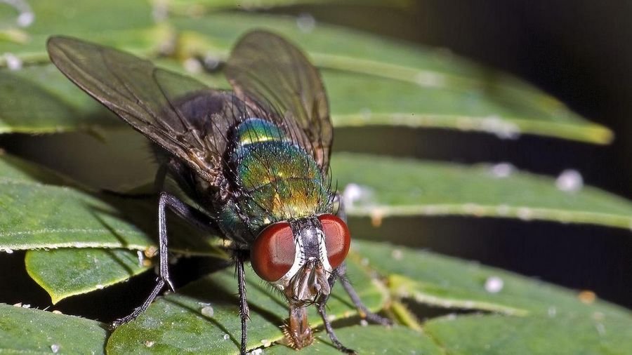 Как расшифровать сон о мухах - 42 значения? Мухи сонник толкование