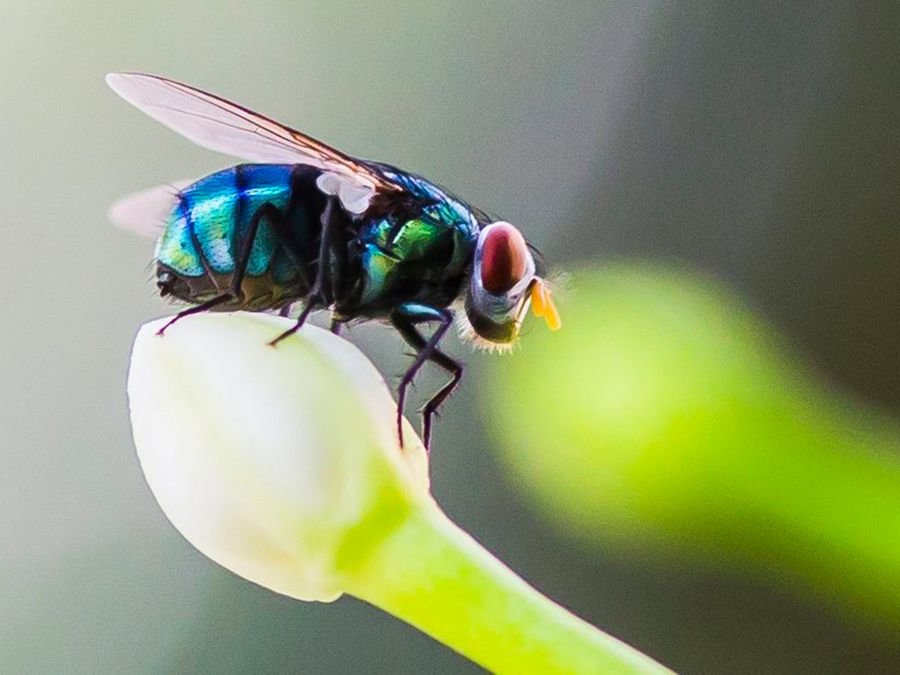 Как расшифровать сон о мухах - 42 значения: Сонник мухи во сне