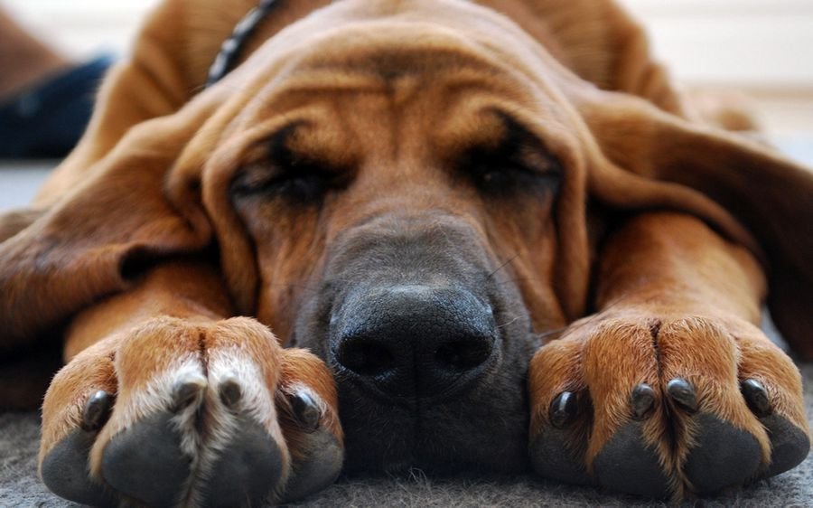 Как толковать сон о собаке - 50 значений - Сонник приснилась собака
