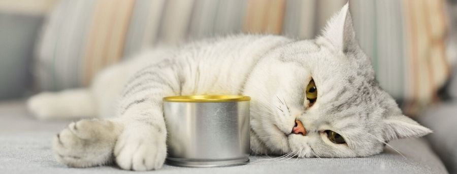Кошка к чему снится во сне - Видеть во сне больную кошку