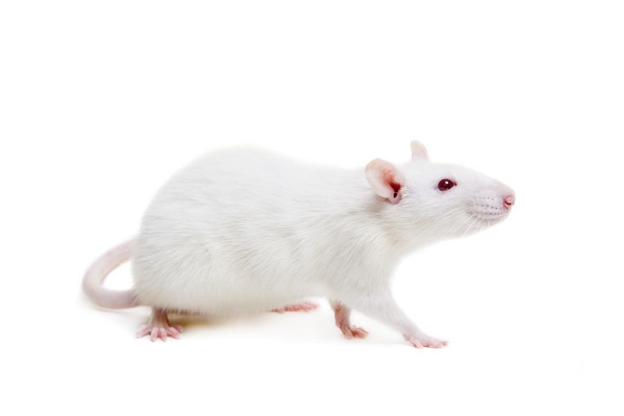 Приснилась белая крыса: К чему снится белая крыса
