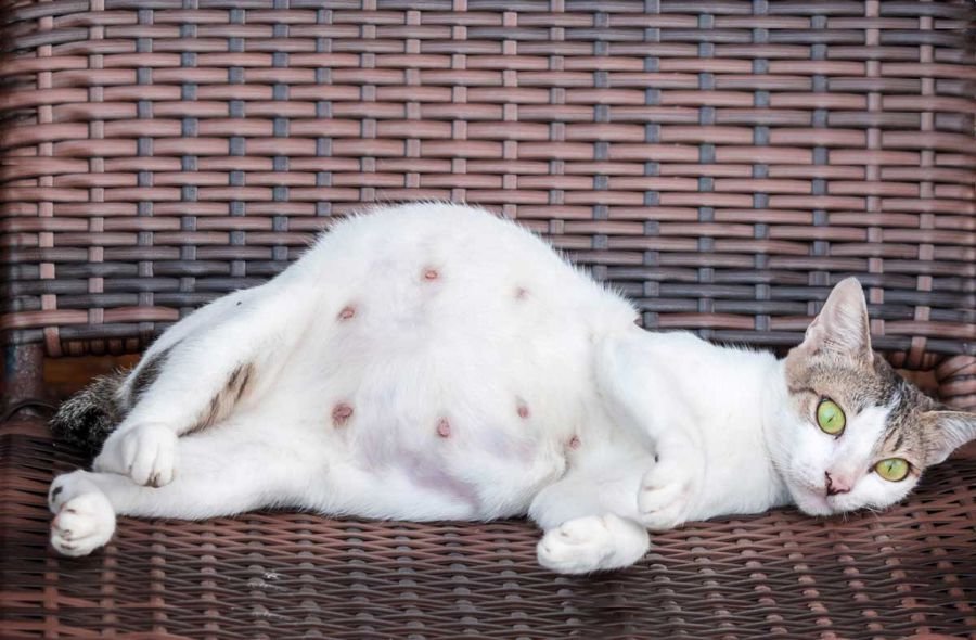 Приснилась беременная кошка - К чему снится беременная кошка во сне