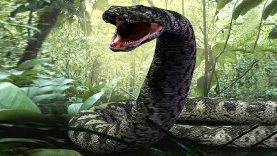 Приснилась большая или огромная змея? Приснилось много змей
