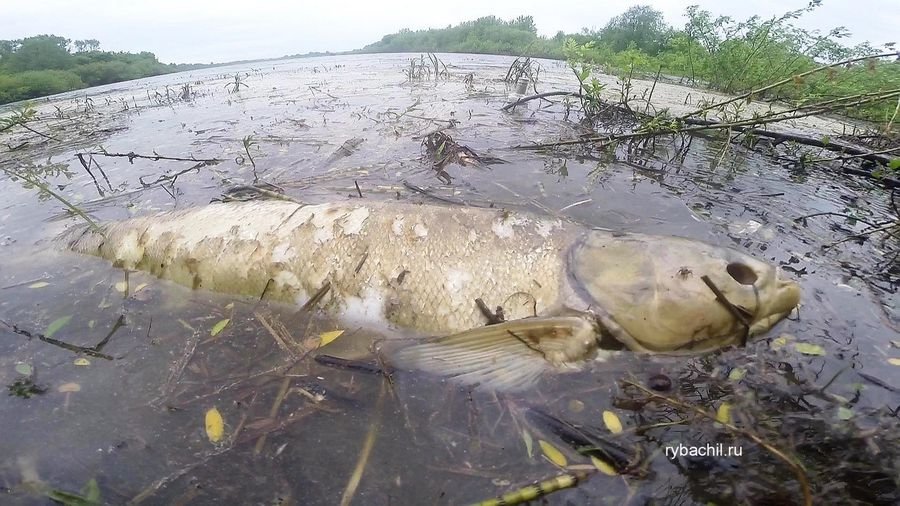 Приснилась мертвая рыба - К чему снится рыба мертвая в воде