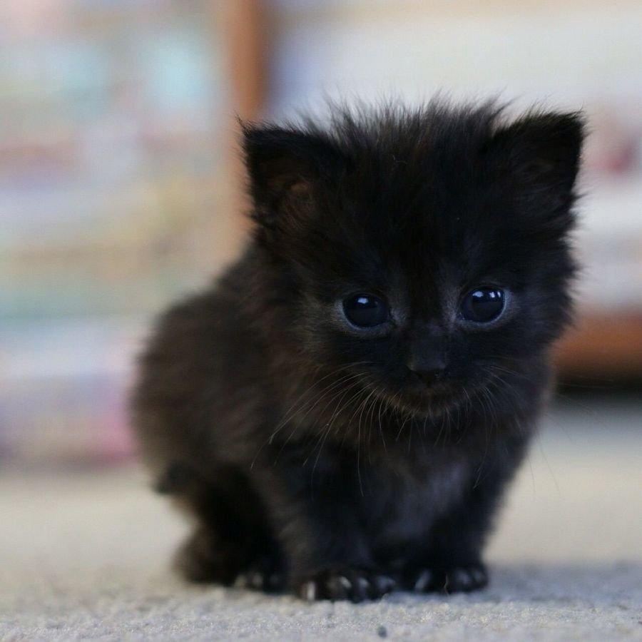 Приснились маленькие котята. Приснился черный котенок