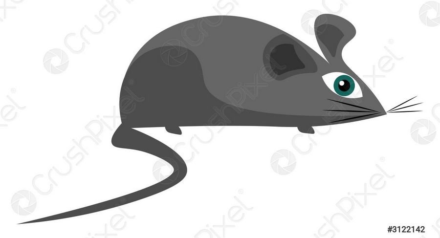Приснились серые мышки маленького или большого размера: Приснилась белая мышь к чему